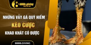 Những Vảy Gà Quý Hiếm